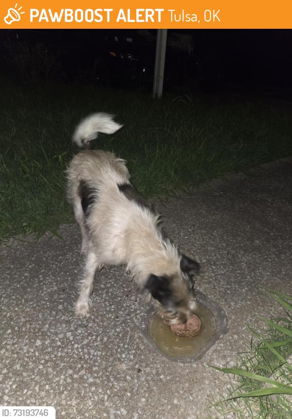 Found/Stray Female Dog last seen E King St and n Sheridan, Tulsa, OK 74115