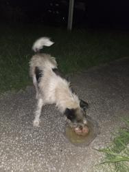 Found/Stray Female Dog last seen E King St and n Sheridan, Tulsa, OK 74115