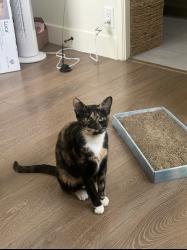 Reunited Female Cat last seen Balboa court and mission blvd, San Diego, CA 92109