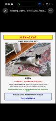 Lost Female Cat last seen Nixon Street, Center Street,Shawmut T Dorchester, Boston, MA 02124