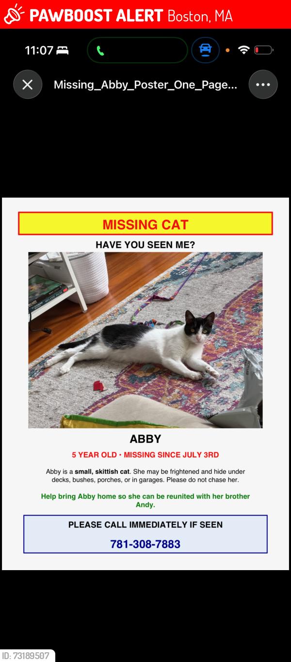 Lost Female Cat last seen Nixon Street, Center Street,Shawmut T Dorchester, Boston, MA 02124