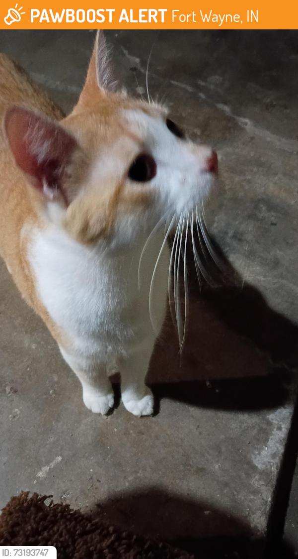 Found/Stray Male Cat last seen Rumzey and 3rd Street, Fort Wayne, IN 46808
