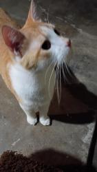 Found/Stray Male Cat last seen Rumzey and 3rd Street, Fort Wayne, IN 46808