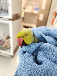 Found/Stray Male Bird last seen Greencross Vets mortd, Mortdale, NSW 2223