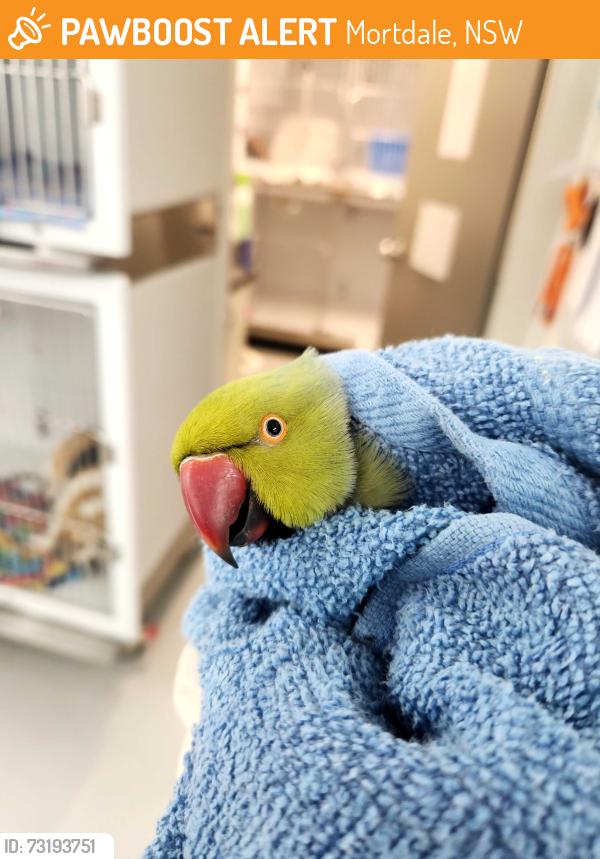 Found/Stray Male Bird last seen Greencross Vets mortd, Mortdale, NSW 2223