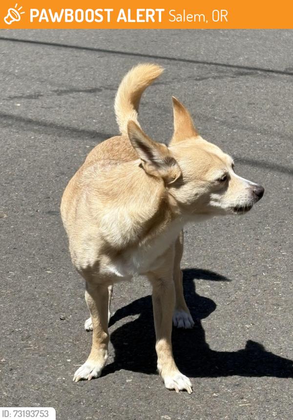 Found/Stray Male Dog last seen Gerth and Franklin, Salem, OR 97304