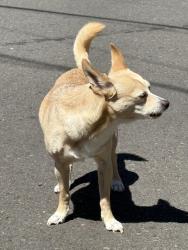 Found/Stray Male Dog last seen Gerth and Franklin, Salem, OR 97304