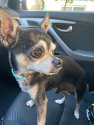 Lost Male Dog last seen Rutledge Ave, Katella and Western main steets, Stanton, CA 90680