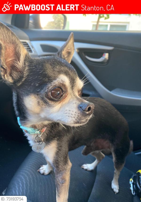 Lost Male Dog last seen Rutledge Ave, Katella and Western main steets, Stanton, CA 90680