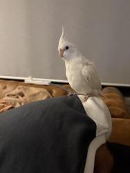 Lost Unknown Bird last seen Ginini street, truganina, Truganina, VIC 3029
