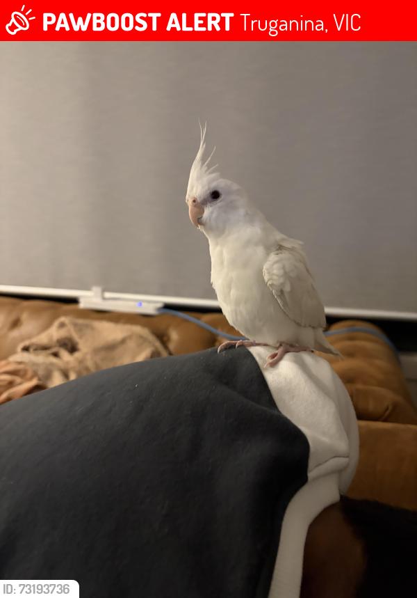 Lost Unknown Bird last seen Ginini street, truganina, Truganina, VIC 3029