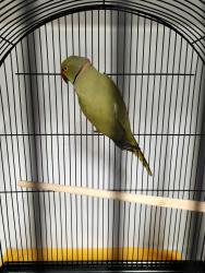 Found/Stray Male Bird last seen Greencross Vets Mortdale, Mortdale, NSW 2223