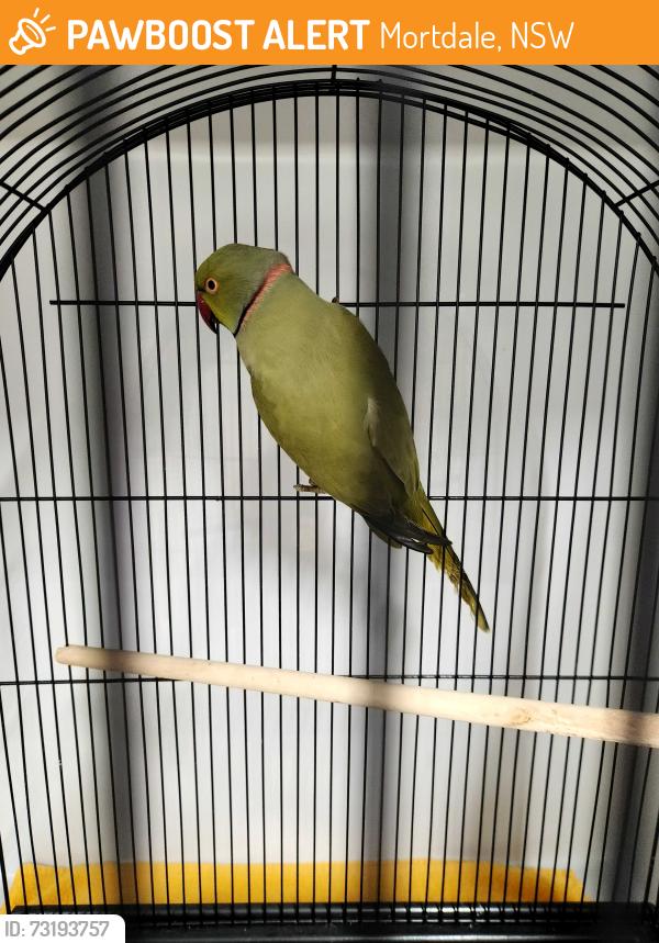 Found/Stray Male Bird last seen Greencross Vets Mortdale, Mortdale, NSW 2223