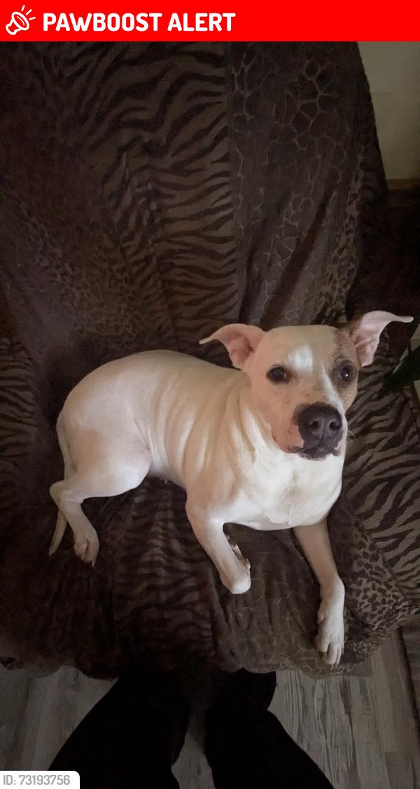 Lost Female Dog last seen Farmer denton road, Brantley Gordon Rd, NC 27205