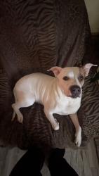Lost Female Dog last seen Farmer denton road, Brantley Gordon Rd, NC 27205