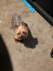 Found/Stray Male Dog last seen Trudy way, Modesto, CA 95354