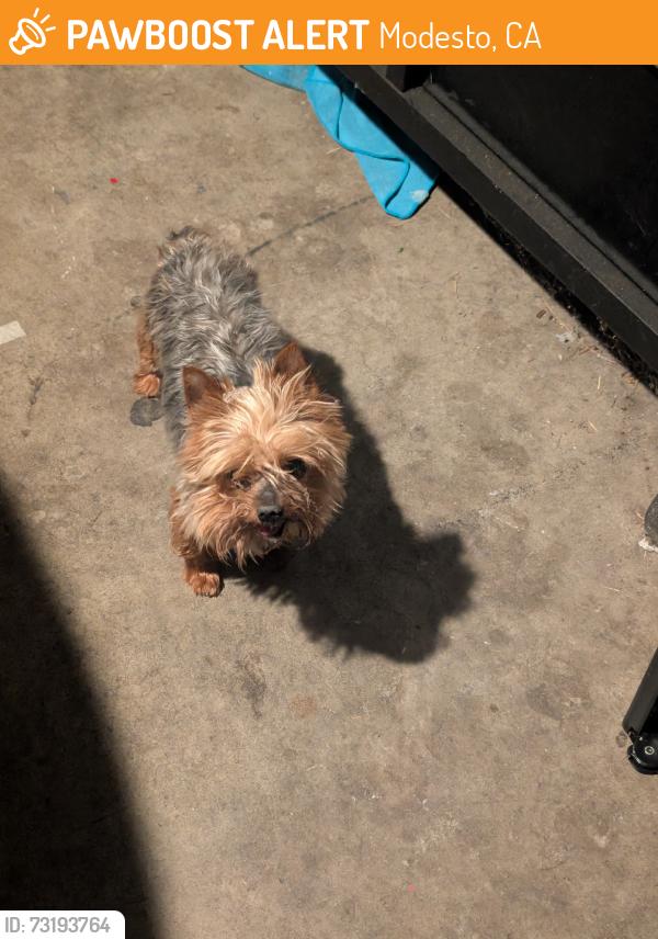 Found/Stray Male Dog last seen Trudy way, Modesto, CA 95354