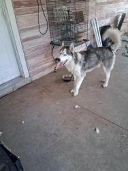 Found/Stray Male Dog last seen Brownleaf and Park Grove, San Antonio, TX 78227