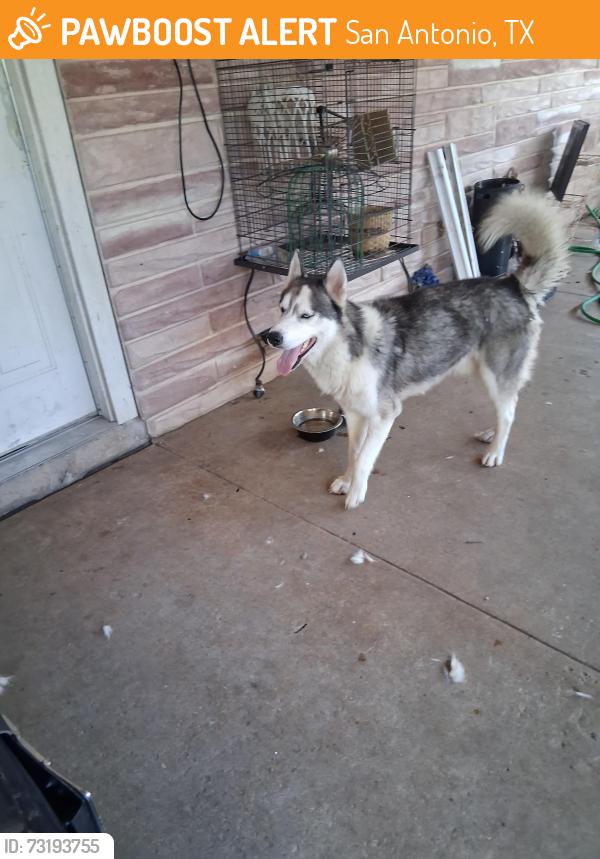 Found/Stray Male Dog last seen Brownleaf and Park Grove, San Antonio, TX 78227