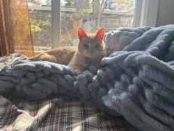 Lost Male Cat last seen Firemens park, Lindenhurst, NY 11757