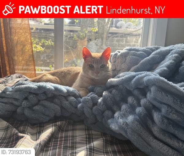 Lost Male Cat last seen Firemens park, Lindenhurst, NY 11757