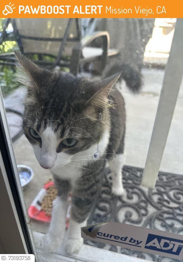 Found/Stray Unknown Cat last seen Sierra Vista and Barbadanes, Mission Viejo, CA 92692