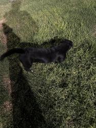 Found/Stray Male Dog last seen Rimgrove park, La Puente, CA 91744