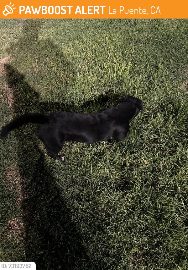 Found/Stray Male Dog last seen Rimgrove park, La Puente, CA 91744