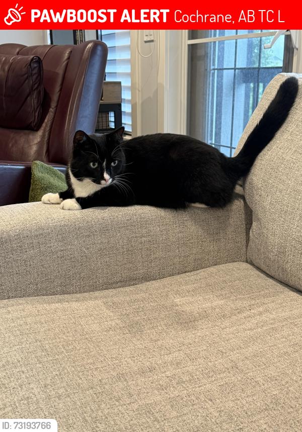 Lost Male Cat last seen Heritage Bay, Cochrane, AB T4C 0L5