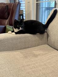 Lost Male Cat last seen Heritage Bay, Cochrane, AB T4C 0L5