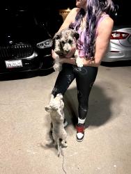 Found/Stray Unknown Dog last seen Between Acacia and sycamore Rialto ca, Rialto, CA 92376