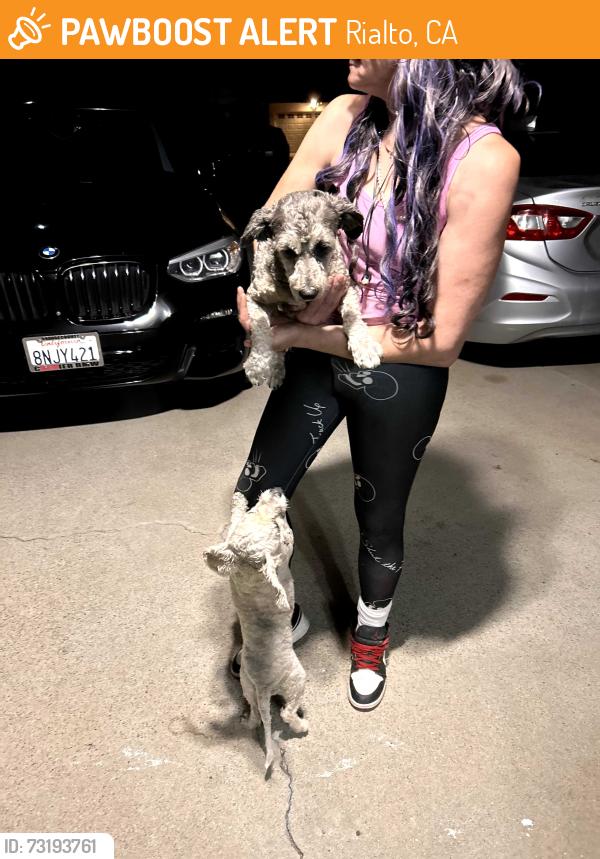 Found/Stray Unknown Dog last seen Between Acacia and sycamore Rialto ca, Rialto, CA 92376
