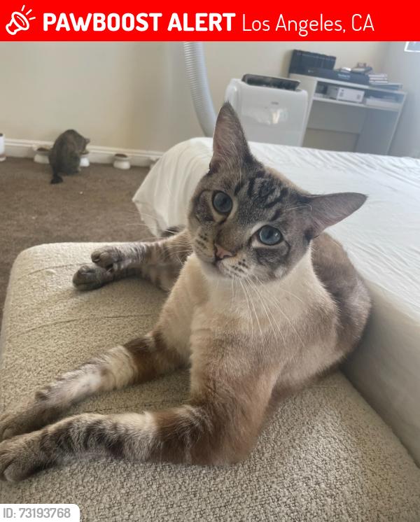 Lost Male Cat last seen Near E 53rd St, Los Angeles, CA 90011