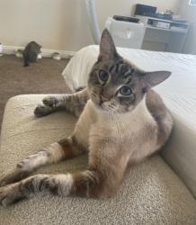 Lost Male Cat last seen Near E 53rd St, Los Angeles, CA 90011