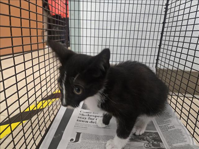 Shelter Stray Female Cat last seen , 957 N Gaffey St, San Pedro, CA 90731, USA
