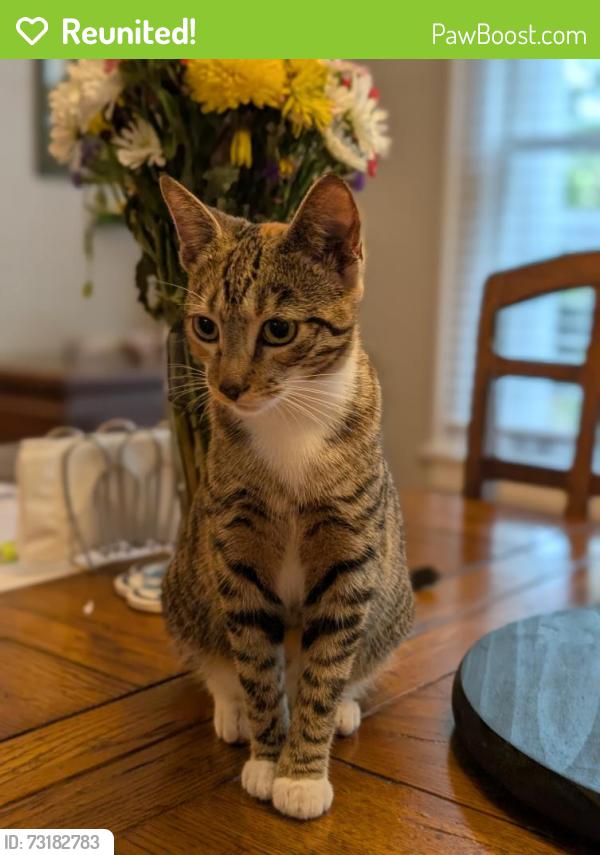 Reunited Female Cat last seen E Ridgewood St and N Fern Creek Ave, Orlando, FL 32801
