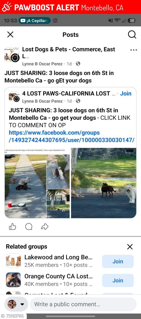 Lost Female Dog last seen 6th st, Montebello, CA 90640