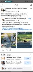 Lost Female Dog last seen 6th st, Montebello, CA 90640