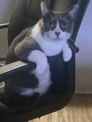 Reunited Male Cat last seen Topanga Cyn Blvd and Collins St, Calabasas, CA 91367