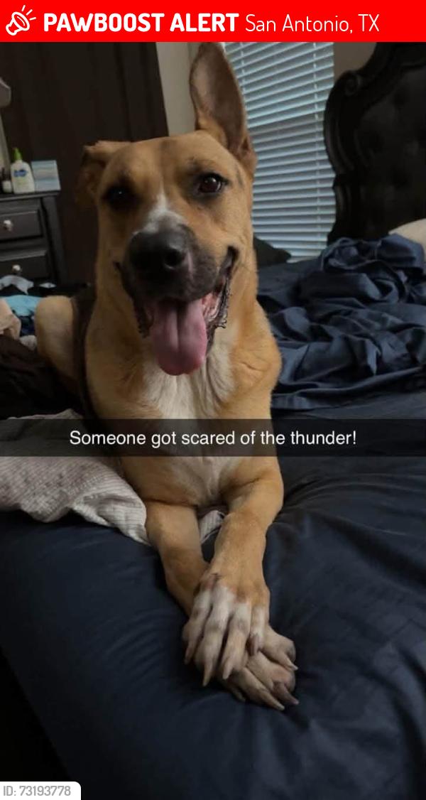 Lost Female Dog last seen Woodlake area, San Antonio, TX 78244