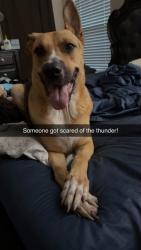 Lost Female Dog last seen Woodlake area, San Antonio, TX 78244