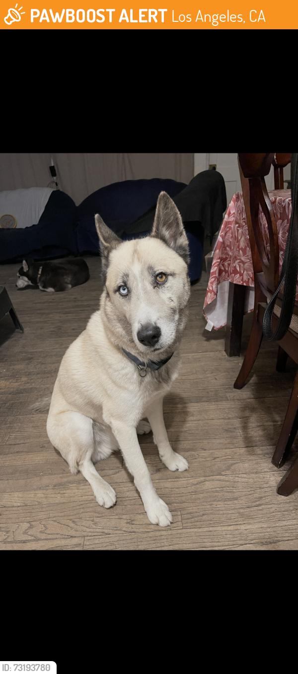 Found/Stray Male Dog last seen Laurel canyon & Pierce, Los Angeles, CA 91331