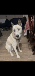 Found/Stray Male Dog last seen Laurel canyon & Pierce, Los Angeles, CA 91331
