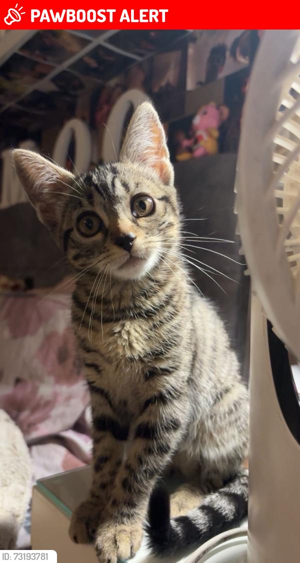 Lost Female Cat last seen Moorfield Road,Brockworth, Brockworth, England 