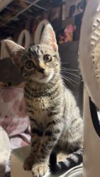 Lost Female Cat last seen Moorfield Road,Brockworth, Brockworth, England 