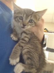 Shelter Stray Male Cat last seen Near BLOCK ROCKFISH RD, HOPE MILLS NC 28348, 4704 Corporation Dr, Fayetteville, NC 28306, USA