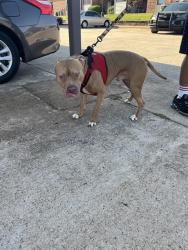 Shelter Stray Male Dog last seen Near BLOCK KEYSTONE RD, OKLAHOMA CITY OK 73114, 2811 SE 29th St, Oklahoma City, OK 73129, USA