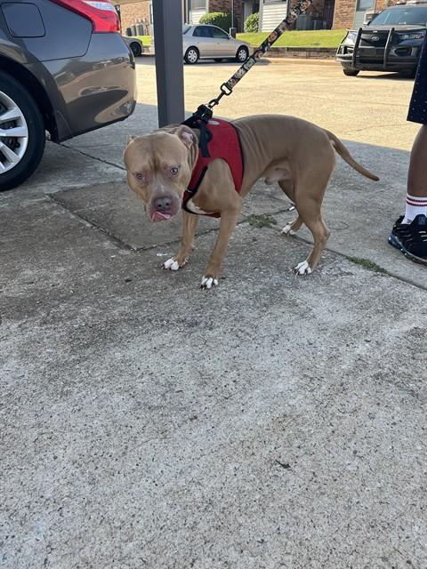 Shelter Stray Male Dog last seen Near BLOCK KEYSTONE RD, OKLAHOMA CITY OK 73114, 2811 SE 29th St, Oklahoma City, OK 73129, USA