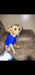 Reunited Male Dog last seen Coats Road and Lees Union Four Oaks, Johnston County, NC 27524