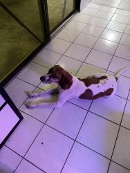 Reunited Male Dog last seen NW 44th St & 113th Terrace, Coral Springs, FL 33067